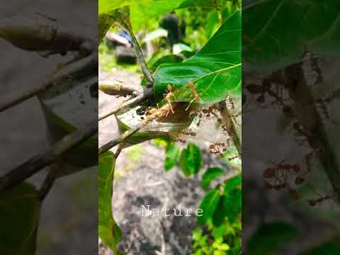 #nature shots#nature