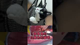 つな的キャス超近手機語音 ! #vspo中文 #vspo精華 #vtuber中文 #vtuber精華 #猫汰つな