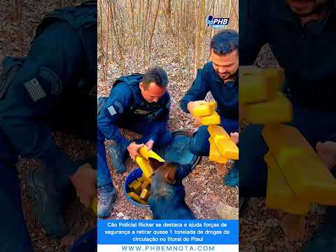 Cão Policial, Ricker ajuda a retirar quase 1 tonelada de drogas no litoral do Piauí