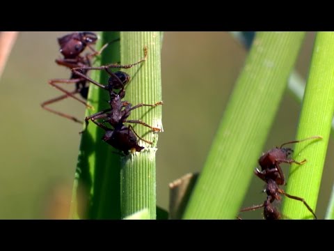, title : 'A production line of ants - The Wonder of Animals: Episode 4 Preview - BBC One'