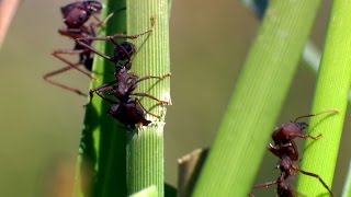 A production line of ants - The Wonder of Animals: Episode 4 Preview - BBC One
