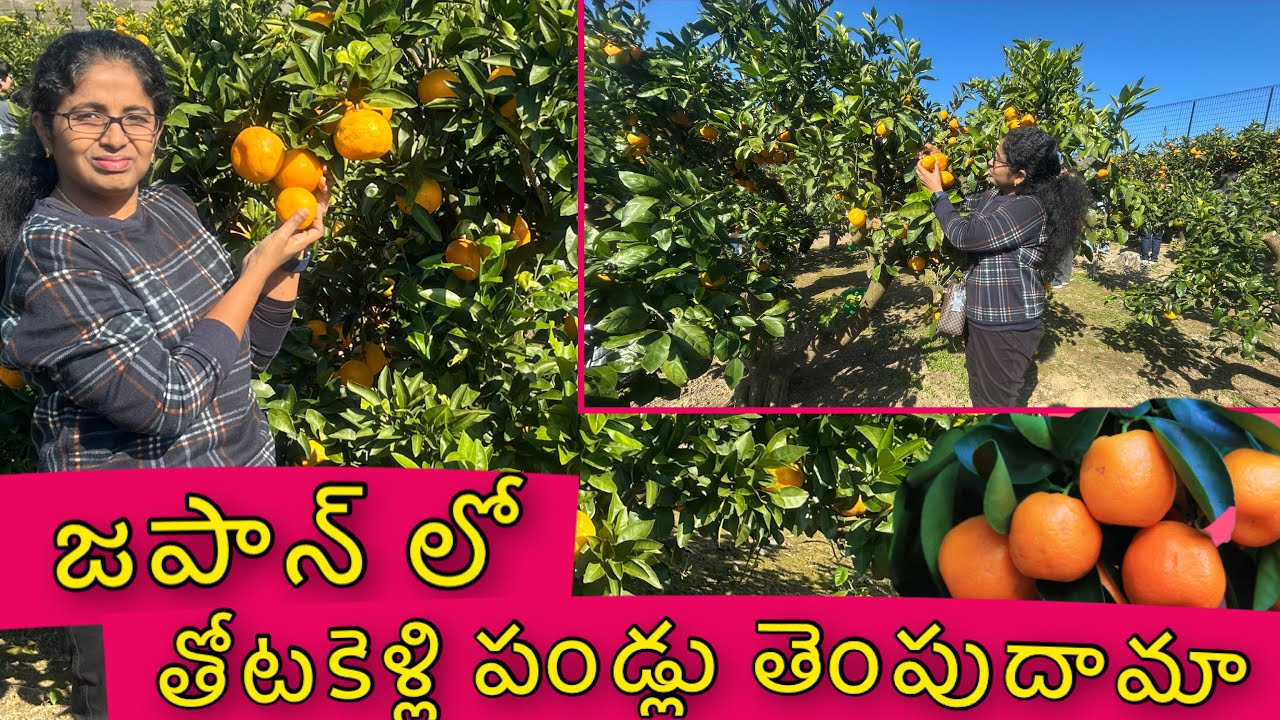 JAPAN | Farm Day| Indian in JAPAN 