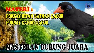 Download lagu PANCINGAN AMPUH POKSAY HITAM|POKSAY BATMAN|POKSAY RAMBO GACOR FULL MASTERAN KOMPILASI MATERI BURUNG mp3