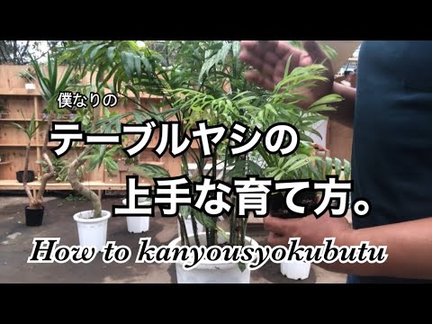 園芸 ドワーフヤシ、マウンテンヤシ、チャメドレア