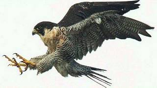 Rick Wakeman - The Peregrine Falcon