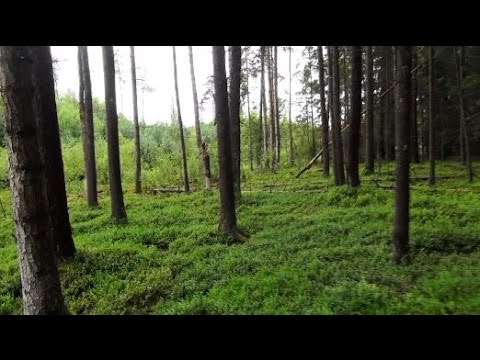 Tree resin, the yellow gold of the forest - Bushcraft knowledge