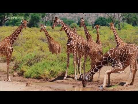 Giraffen Die großen Unbekannten HD Doku 2016