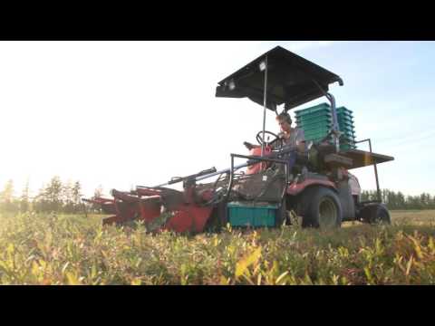 download lagu mp3 mp4 Blueberry Season In Quebec, download lagu Blueberry Season In Quebec gratis, unduh video klip Blueberry Season In Quebec