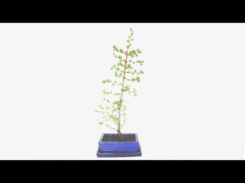 Transplanting My Larch Bonsai Into Its First Bonsai Pot