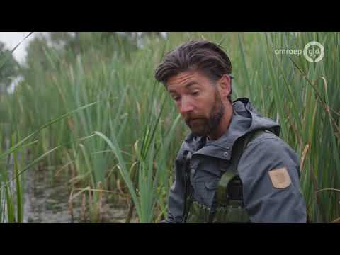 Door bomen te kappen herstelt het moeras zich weer - BuitenGewoon