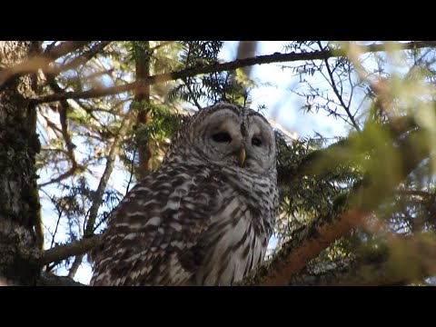 Barred Owls Having A Chat