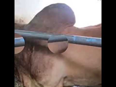 HARMORAPA FT CPWA NUNDU OFFICIAL VIDEO