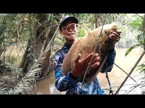 mancing ikan gurame di pedaleman sungai kalimantan ikanya segde bantal rekor 2022