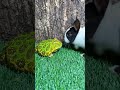 Katak Dan Kelinci Sangat Lucu Viral Viralvideo Funny Video Hewan Shorts Short