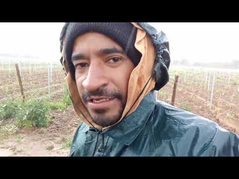 TRABALHO NO CAMPO EM PORTUGAL - ALENTEJO