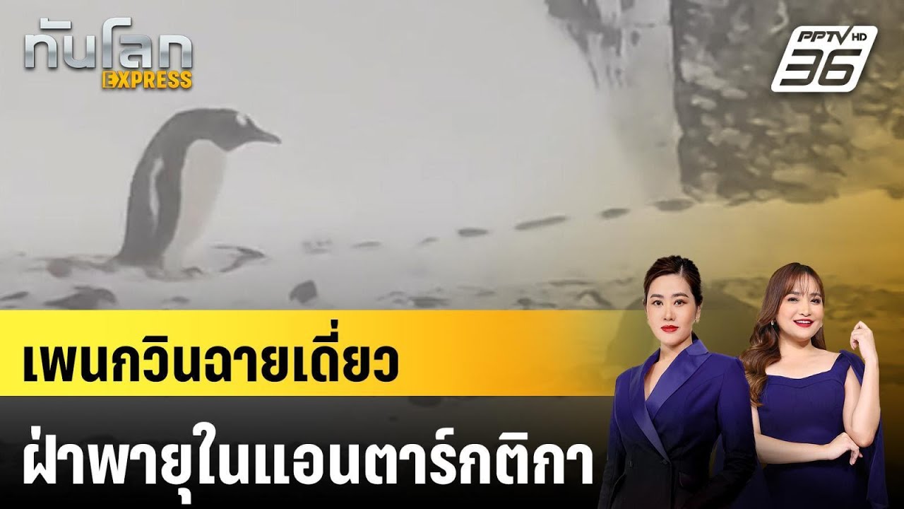 เพนกวินฉายเดี่ยวฝ่าพายุในแอนตาร์กติกา | ทันโลก EXPRESS