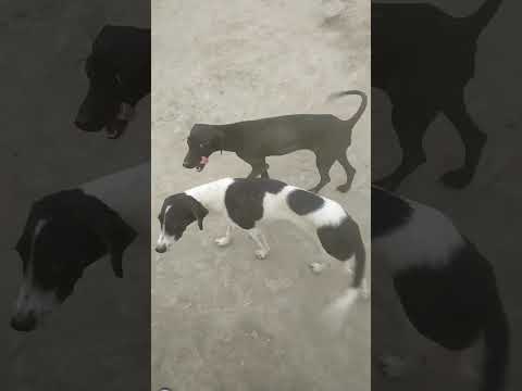 very dangers dogs #sidhu moosla 💔💔💔💔#imiss you#likeband subracbe