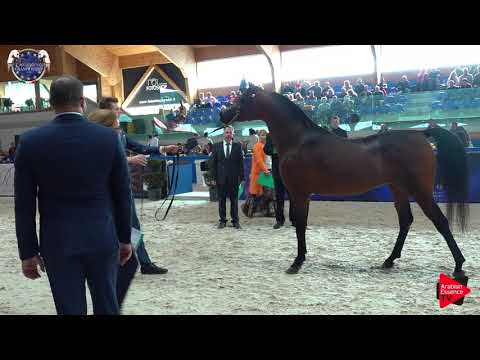N 102 AL PICASSO   European Championship 2019   4 6 Years Old Stallions Class 13