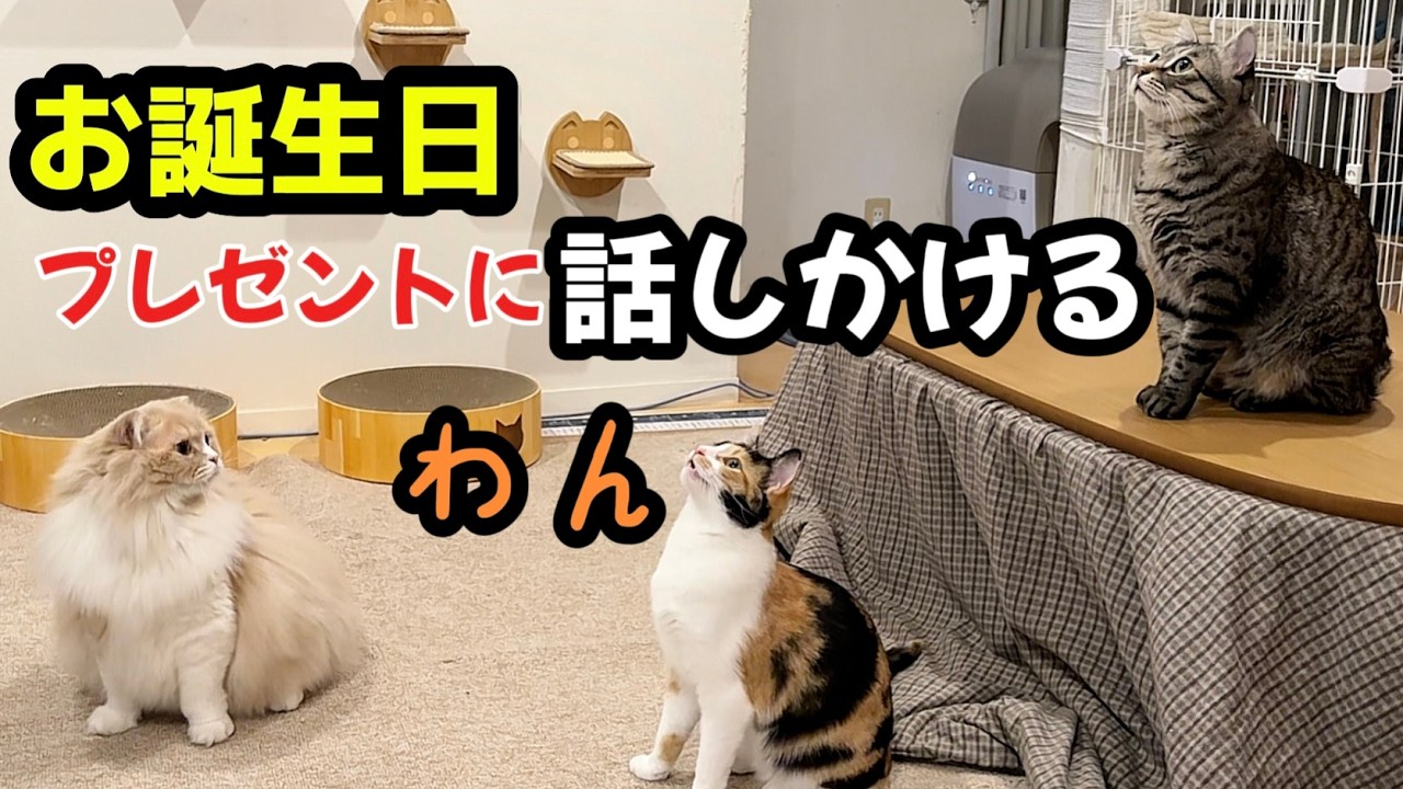 「ワン🐶」と叫び大ジャンプ猫🐱歓喜で立っち‼️お誕生日1歳になったメル😻