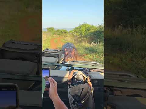 Angry Hippo Attacks Safari Vehicle