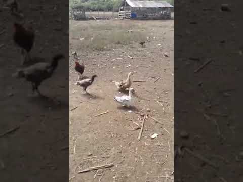 A CRIAÇÃO LINDA DE UM AMIGO IRMÃO MEU EM IBERTIOGA MINAS GERAIS