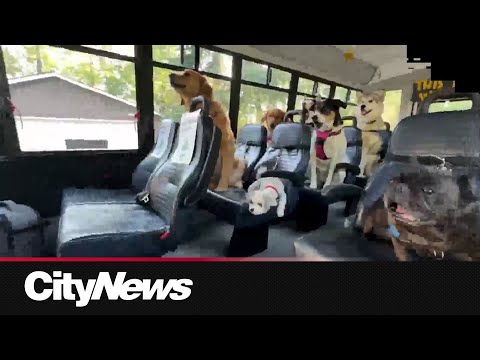 Party Dawgz: Sherwood Park doggy daycare offers bus pick-up