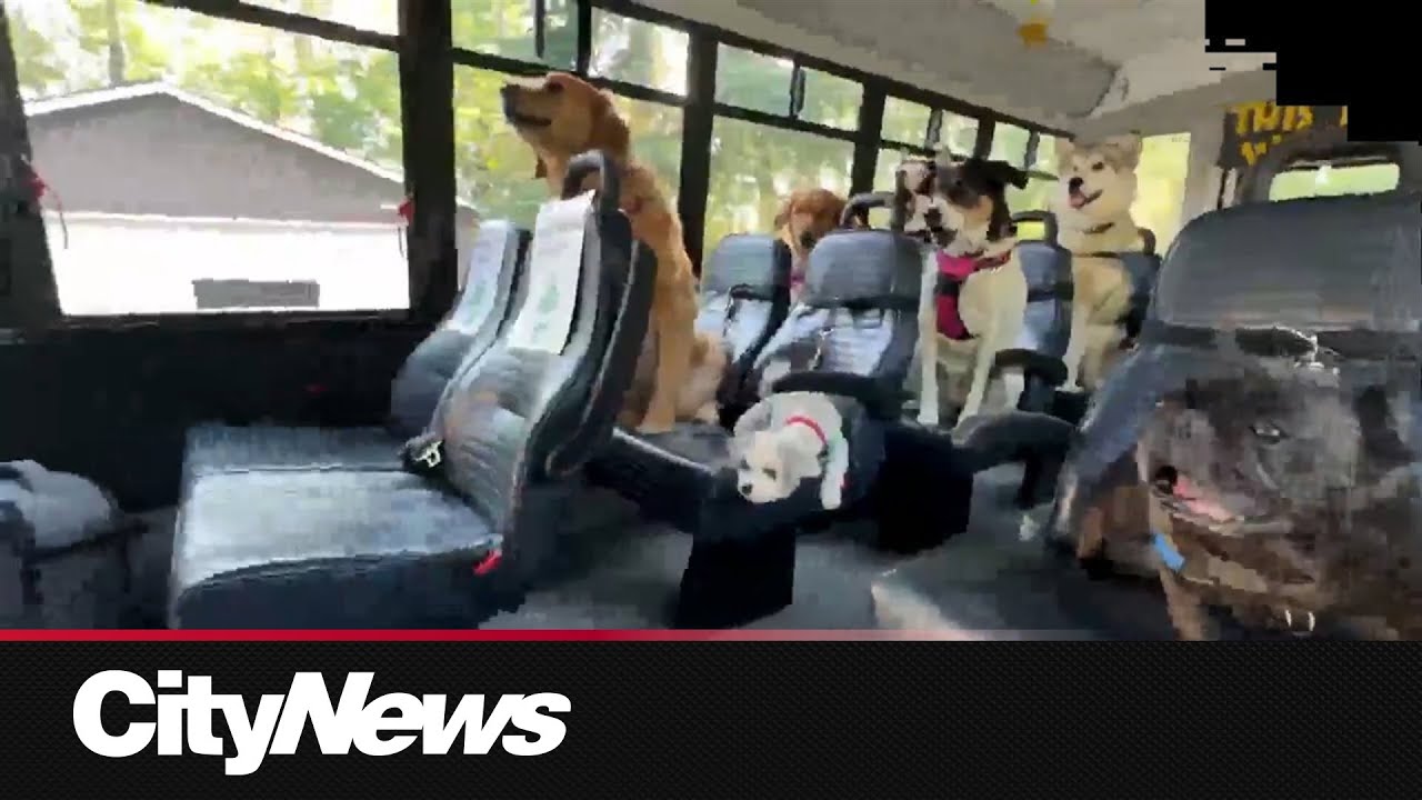 Party Grrrl and The Dawgs: From Class Project to Cedar Falls' Latest