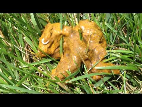 flat white worms in dog poop flat white worms in dog poop