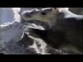 Sesame Street The Aardvark Song