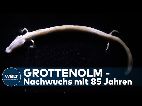 ÜBERLEBENSKÜNSTLER: Hoffnung auf Grottenolm-Nachwuchs in Harzer Tropfsteinhöhle