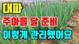 키우기  쉬운 삼동대파 주아 달 준비를 하고있습니다.관리방법