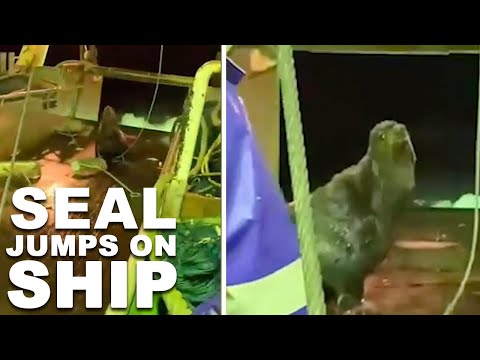 Pirate Seal Tries To Take Over Fishing Trawler