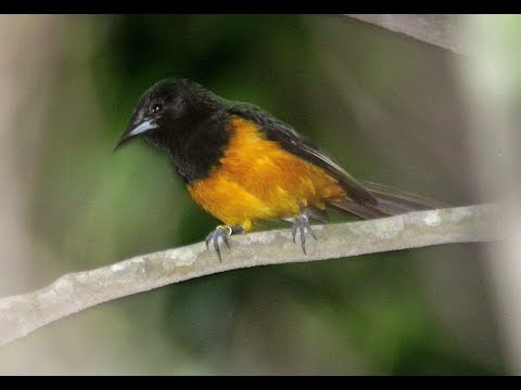 Montserrat - wildlife and heritage Video