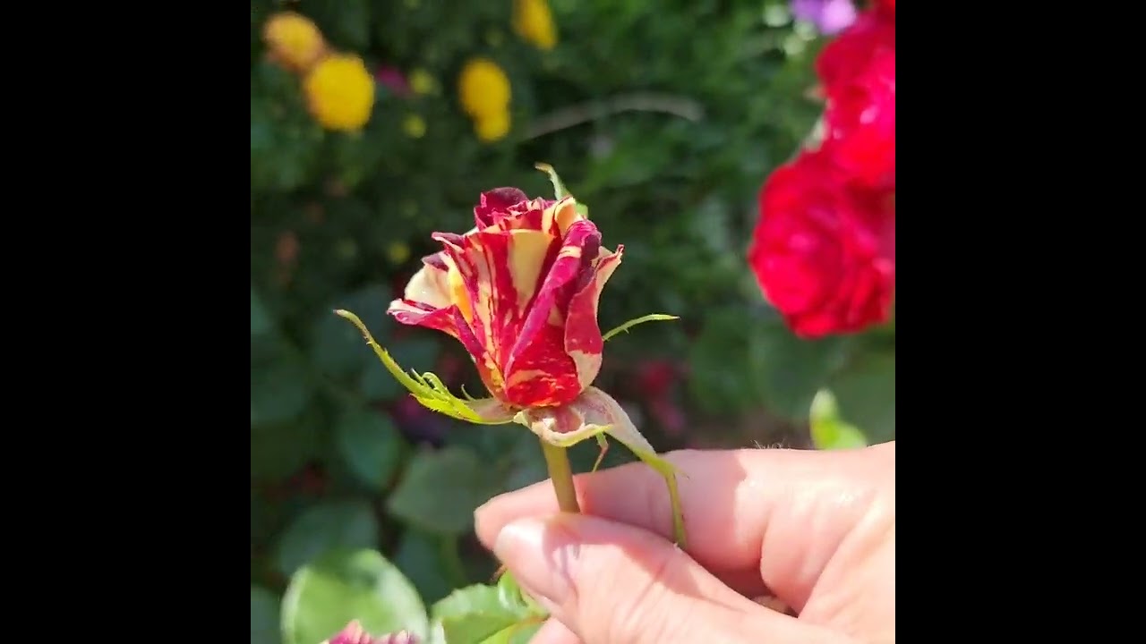 Abracadabra rose
