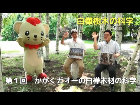 白樺樹木の科学：第１回かがくガオー白樺木材の科学