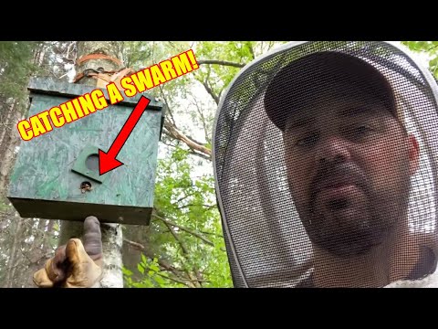 I caught a swarm in my swarm trap!  August 2021