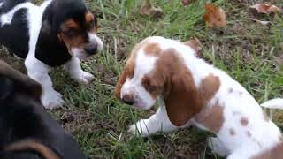 Video preview image #11 Basset Hound Puppy For Sale in CUMMING, GA, USA