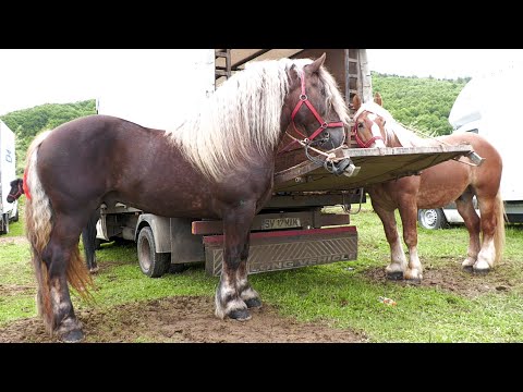 Cai târg 2021 dl. Vlad Costel de la Satu Mare