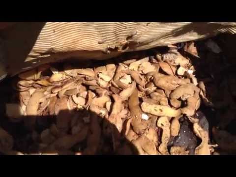 Composting worms. Recycling food scraps . HD