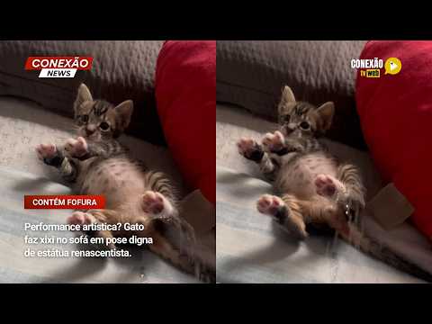 Vídeo: Performance artística? Gato faz xixi no sofá em pose digna de estátua renascentista.
