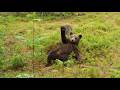 Funny Bear Videos Try Not To Laugh Challenge
