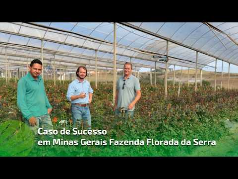 Como Produtor de Rosas em Andradas Minas Gerais Evoluiu a automação do seu cultivo