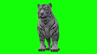 Download lagu Green Screen Chromakey - White Tiger standing Tiger stand pose Tiger resting front pose mp3