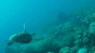 preview picture of video '2013 - Balicasag Island - Phillippines - Turtle encounter - Freediving'