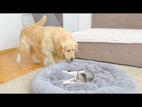 YouTube 썸네일