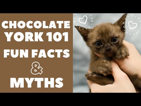 York Chocolate Cats 101 : Fun Facts & Myths