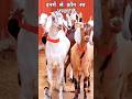 बकरा ईद मुबारक Bakra Ghar Mein Laungi Bakraeidlover Bakr Animals Happybakrae