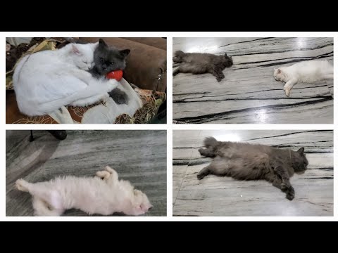 Lazy cats 😂  funny videos compilation | Lazy Mirza and Sahiba