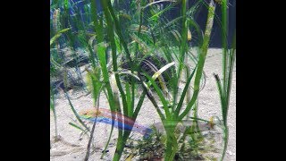 Quelle Rox - Tired &quot;Sugen Aquarium&quot;