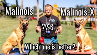 Belgian Malinois vs Malinois-X  // Is the Malinois x GSD an even better dog?!